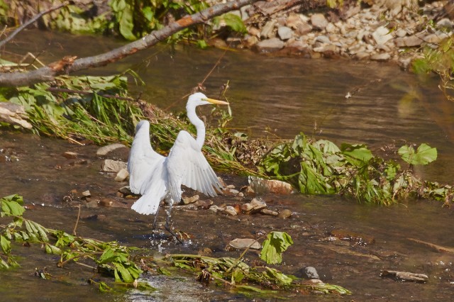 Большая белая цапля
Фотограф: VictorV
Great White Egret
Просмотров: 556
Комментариев: 3