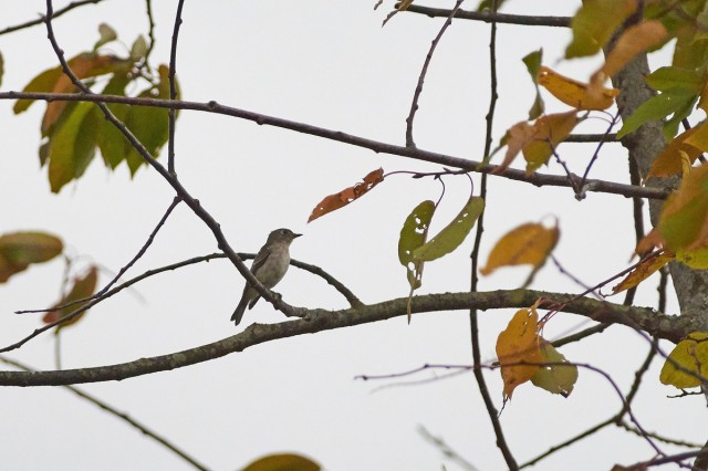 Ширококлювая мухоловка
Фотограф: VictorV
Asian Brown Flycatcher
Просмотров: 481
Комментариев: 0