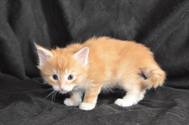 Кошка 1 месяц. Месячные котята. 5 месяца. Как выглядит котенок в 1. Как выглядит котенок в 1.