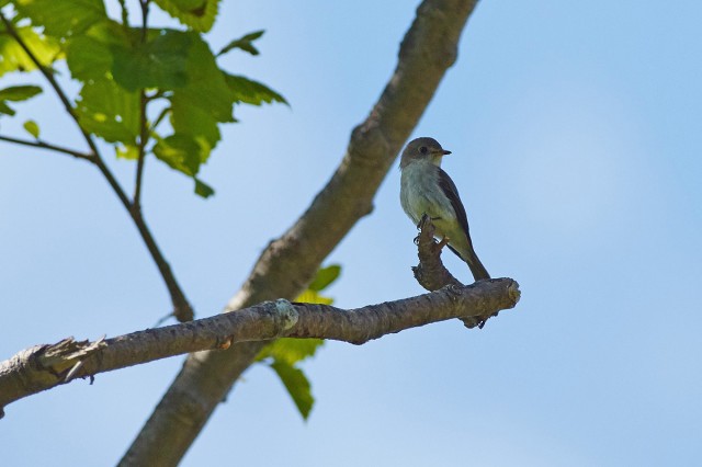Ширококлювая мухоловка
Фотограф: VictorV
Asian Brown Flycatcher
Просмотров: 469
Комментариев: 0