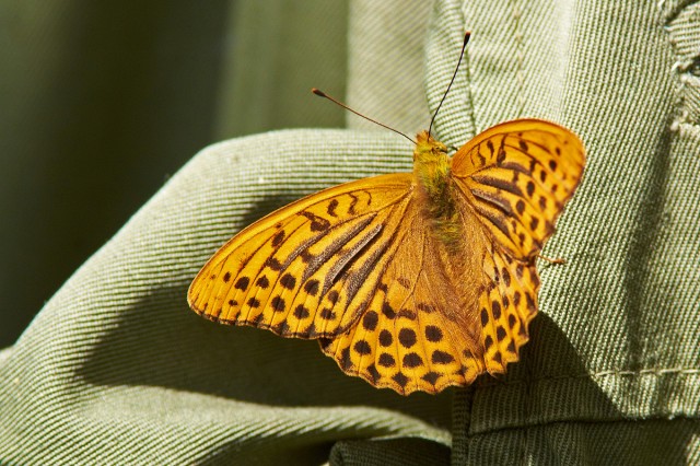 Пафия или лесная перламутровка
Фотограф: VictorV
Argynnis paphia
Просмотров: 861
Комментариев: 0