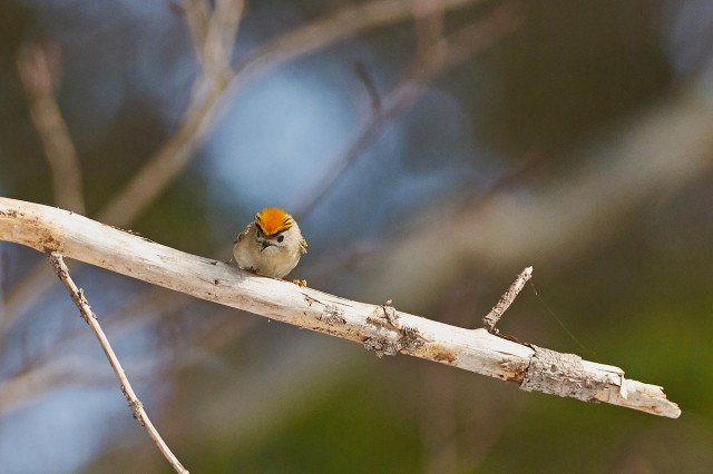 Желтоголовый королёк
Фотограф: VictorV
Goldcrest
Просмотров: 621
Комментариев: 5