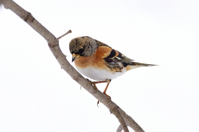 Brambling
Фотограф: VictorV
Юрок / Вьюрок
Просмотров: 683
Комментариев: 4
