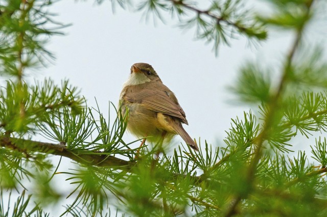 Толстоклювая пеночка
Фотограф: VictorV
Radde's Warbler
Просмотров: 486
Комментариев: 0