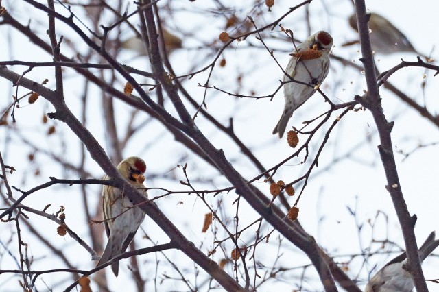 Common Redpoll
Чечётки
Просмотров: 444
Комментариев: 0