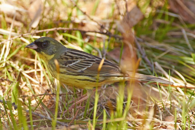 Седоголовая овсянка, самЭц
Фотограф: VictorV
Black-faced Bunting
Просмотров: 588
Комментариев: 0