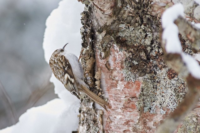 Обыкновенная пищуха
Фотограф: VictorV
Eurasian Treecreeper
Просмотров: 510
Комментариев: 0