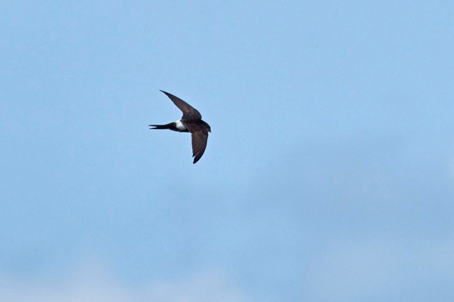 Белопоясный стриж
Фотограф: VictorV
Fork-tailed Swift
Просмотров: 592
Комментариев: 1