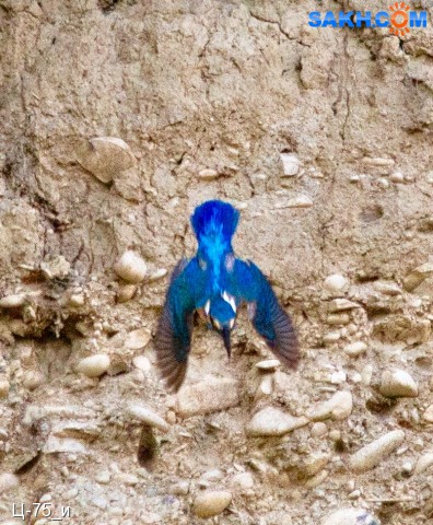 Семейство Alcedinidae