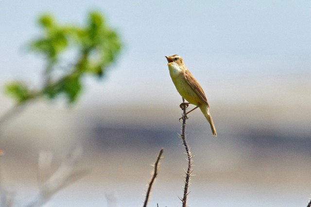 Black-browed Reed-warbler
Фотограф: VictorV
Чернобровая камышевка
Просмотров: 515
Комментариев: 1
