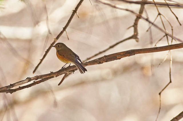 Синехвостка
Фотограф: VictorV
Orange-flanked Bush-robin
Просмотров: 424
Комментариев: 0