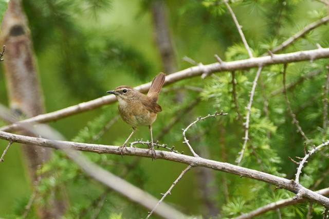 Соловей-красношейка, самка
Фотограф: VictorV
Siberian Rubythroat, female
Просмотров: 307
Комментариев: 0