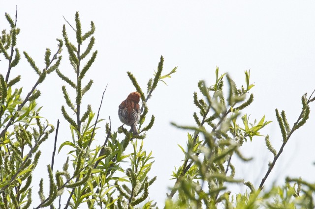 Рыжий воробей
Фотограф: VictorV
Russet Sparrow
Просмотров: 644
Комментариев: 0