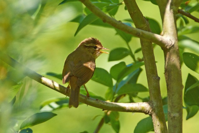 Radde's Warbler
Фотограф: VictorV
Толстоклювая пеночка
Просмотров: 523
Комментариев: 2
