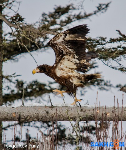 Steller’s Sea Eagle
Фотограф: Tsygankov Yuriy
Белоплечий орлан, молодой
Просмотров: 563
Комментариев: 0