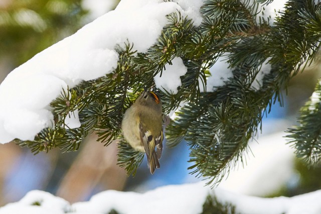 Желтоголовый королёк
Фотограф: VictorV
Goldcrest
Просмотров: 457
Комментариев: 1
