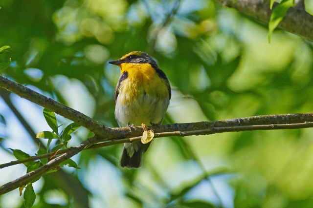 Японская мухоловка, самец
Фотограф: VictorV
Narcissus Flycatcher, male
Просмотров: 422
Комментариев: 0
