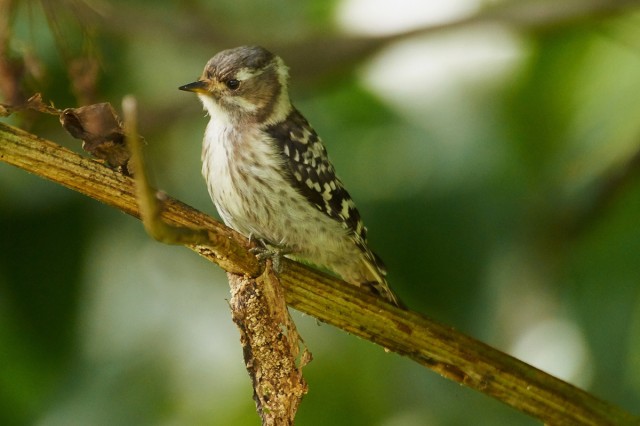Малый острокрылый дятел
Фотограф: VictorV
Japanese Pygmy Woodpecker
Просмотров: 531
Комментариев: 1