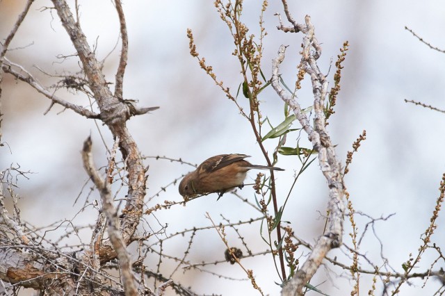 Pallas's Rosefinch
Фотограф: VictorV
Сибирская чечевица
Просмотров: 310
Комментариев: 0