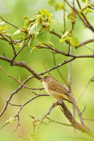 Сахалинская Пеночка
Фотограф: VictorV
Sakhalin Leaf Warbler
Просмотров: 1101
Комментариев: 0