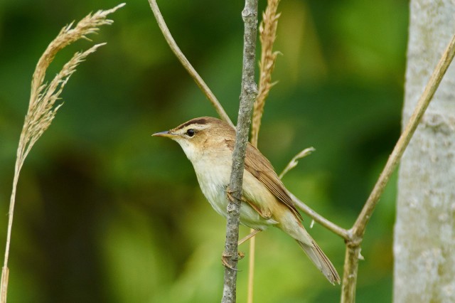 Чернобровая камышевка
Фотограф: VictorV
Black-browed Reed-warbler
Просмотров: 637
Комментариев: 0