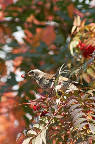 Бурый Дрозд
Фотограф: VictorV
Turdus eunomus
Просмотров: 1338
Комментариев: 2