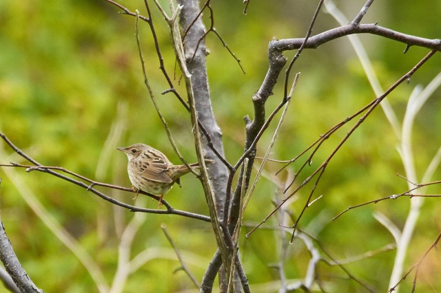 Lanceolated Warbler
Фотограф: VictorV
Пятнистый сверчок
Просмотров: 535
Комментариев: 0