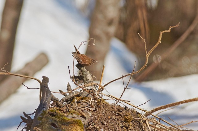 Крапивник
Фотограф: VictorV
Winter Wren
Просмотров: 505
Комментариев: 2