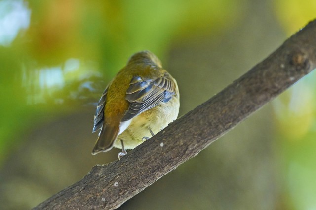 Вид со спины ))
Фотограф: VictorV
Narcissus Flycatcher
Просмотров: 586
Комментариев: 0