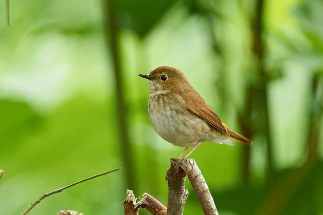 Соловей-свистун
Фотограф: VictorV
Rufous-tailed Robin
Просмотров: 945
Комментариев: 2