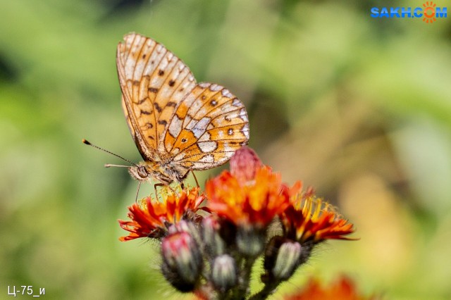Clossiana euphrosyne