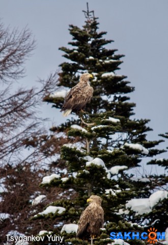 White-tailed Eagles