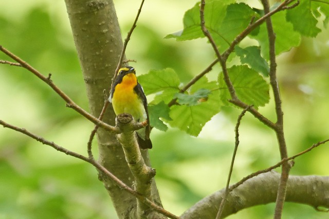 Японская мухоловка, самец
Фотограф: VictorV
Narcissus Flycatcher, male
Просмотров: 317
Комментариев: 0