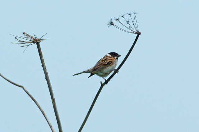 Камышовая овсянка
Фотограф: VictorV
Reed Bunting
Просмотров: 483
Комментариев: 0
