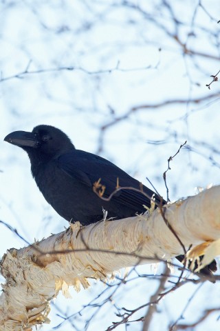 Большеклювая ворона
Фотограф: VictorV
Large-billed Crow
Просмотров: 1075
Комментариев: 0