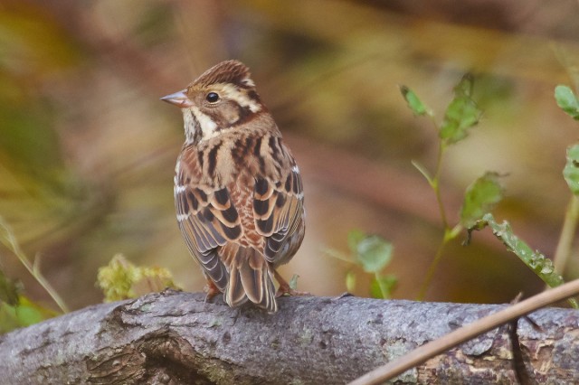Rustic Bunting
Фотограф: VictorV
Овсянка-ремез
Просмотров: 458
Комментариев: 1