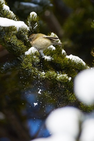 Желтоголовый королёк
Фотограф: VictorV
Goldcrest
Просмотров: 333
Комментариев: 0