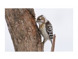 Малый острокрылый дятел
Japanese Pygmy Woodpecker

Просмотров: 761
Комментариев: 4