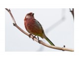 Урагус
Фотограф: VictorV
Long-tailed Rosefinch

Просмотров: 1165
Комментариев: 0