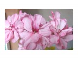 Название: Розовая
Фотоальбом: Радости на балконе
Категория: Цветы

Просмотров: 13
Комментариев: 0