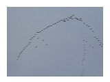 Клин лебедей летит на север

Просмотров: 3001
Комментариев: 1