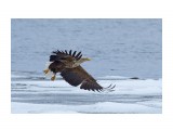 Орлан-белохвост
Фотограф: VictorV
White-tailed Sea Eagle

Просмотров: 741
Комментариев: 3