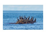 Бакланий островок
Фотограф: VictorV

Просмотров: 435
Комментариев: 0