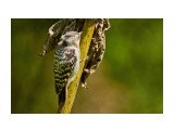 Малый острокрылый дятел
Фотограф: VictorV
Japanese Pygmy Woodpecker

Просмотров: 626
Комментариев: 0
