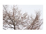 Снегирь, Уссурийский
Фотограф: VictorV

Просмотров: 725
Комментариев: 0