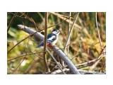 Большой пестрый дятел
Фотограф: VictorV
Great Spotted Woodpecker

Просмотров: 1688
Комментариев: 2
