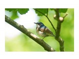Siberian Blue Robin
Фотограф: VictorV
Синий соловей

Просмотров: 307
Комментариев: 3