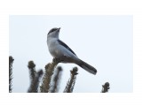 Great Grey Shrike
Фотограф: VictorV
Серый сорокопут

Просмотров: 362
Комментариев: 0