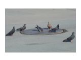 голуби на водопое
Фотограф: VictorV

Просмотров: 1930
Комментариев: 4