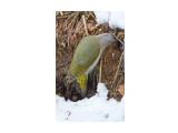 Дятел - землекоп ))
Фотограф: VictorV
Grey-headed Woodpecker

Просмотров: 484
Комментариев: 0